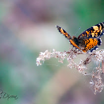 Butterflies & Moths of Texas