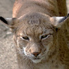 Canadian Lynx