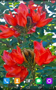 How to install Tulip Tree Live Wallpaper patch 1.1.1 apk for pc