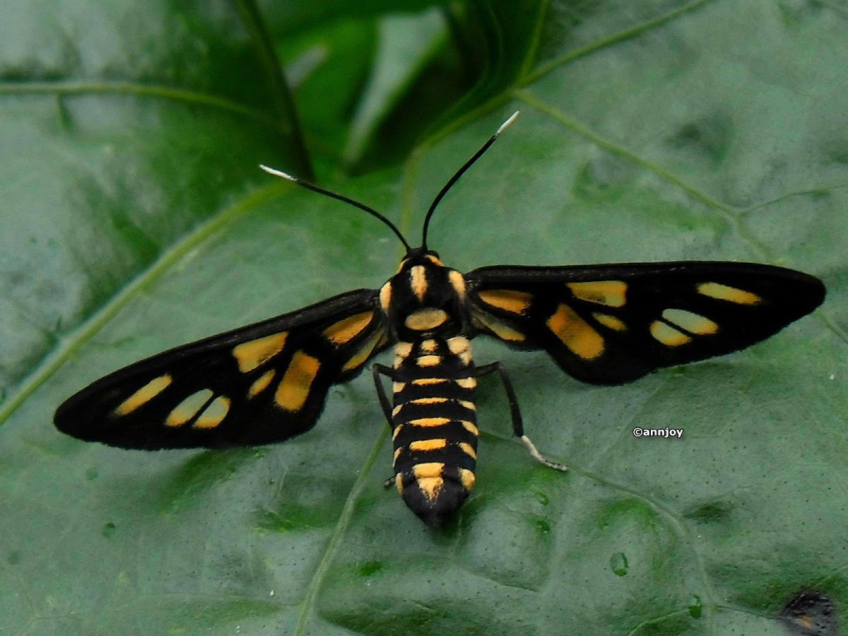 Wasp Moth