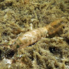 Philippine Mantis Shrimp