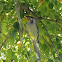 Red Wattlebird