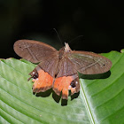 Red-washed Satyr