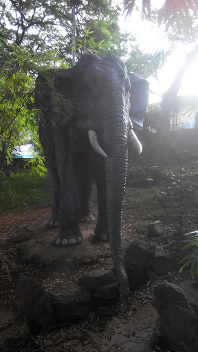 J3B : Elephant at Pool Park 