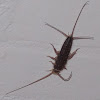 Silverfish