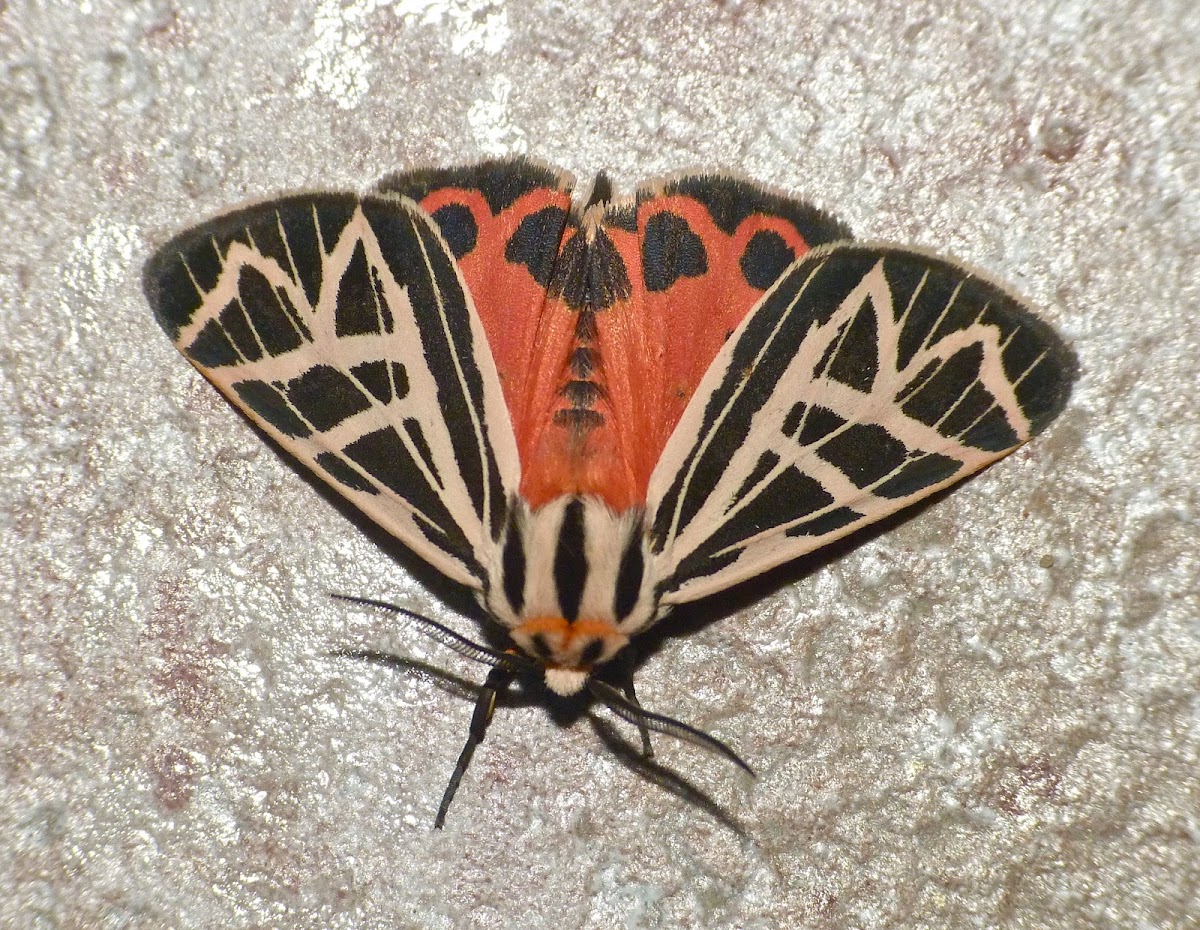 Phyllira Tiger moth