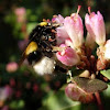 Abejorro. Buff-tailed bumblebee