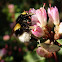 Abejorro. Buff-tailed bumblebee
