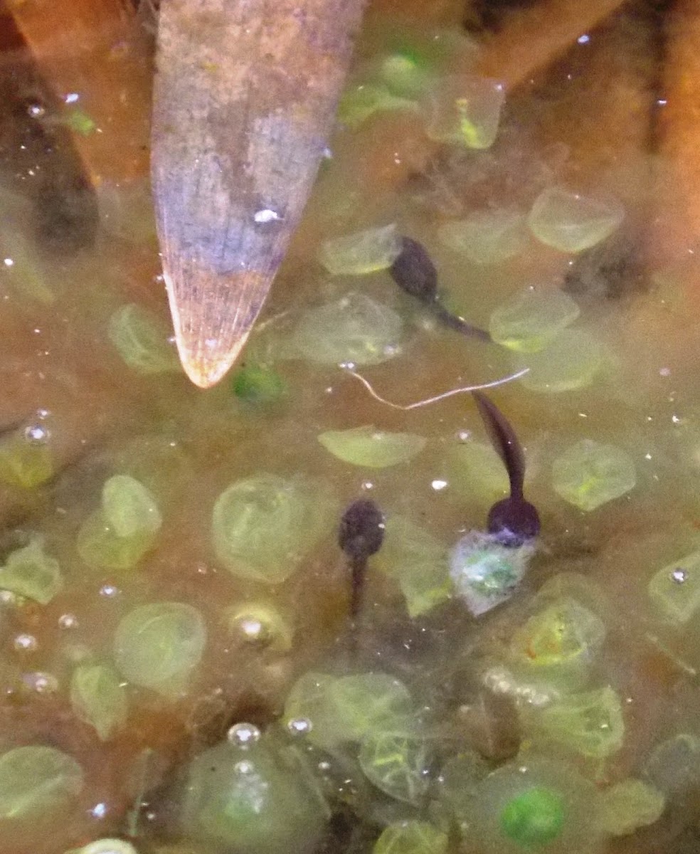 Green Frog and Tadpoles