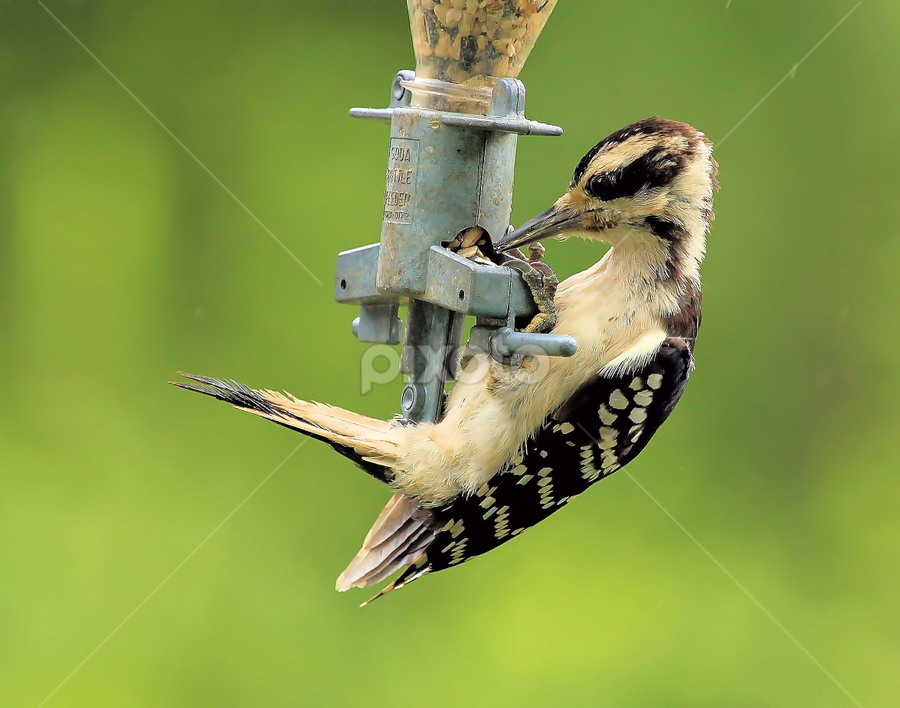 HAIRY WOODPECKER (JUVENILE) by Shekhar Bopardikar - Animals Birds