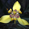 Yellow Walking Iris