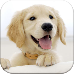 Dog Pairs - Memory Match Game.apk 1.0