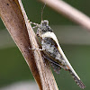 Trilophidia japonica疣蝗