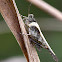 Trilophidia japonica疣蝗