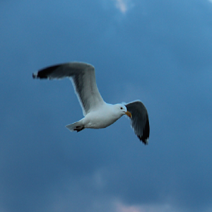 Flying Bird.apk 1