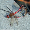 Autumn Meadowhawk dragonflies (mating pair, in tandem and in wheel)