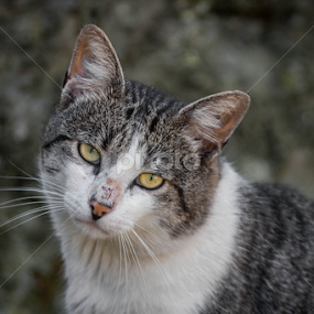 Cat by Rui Medeiros - Animals - Cats Portraits