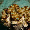 Giant Clam