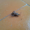 Leptoglossus occidentalis