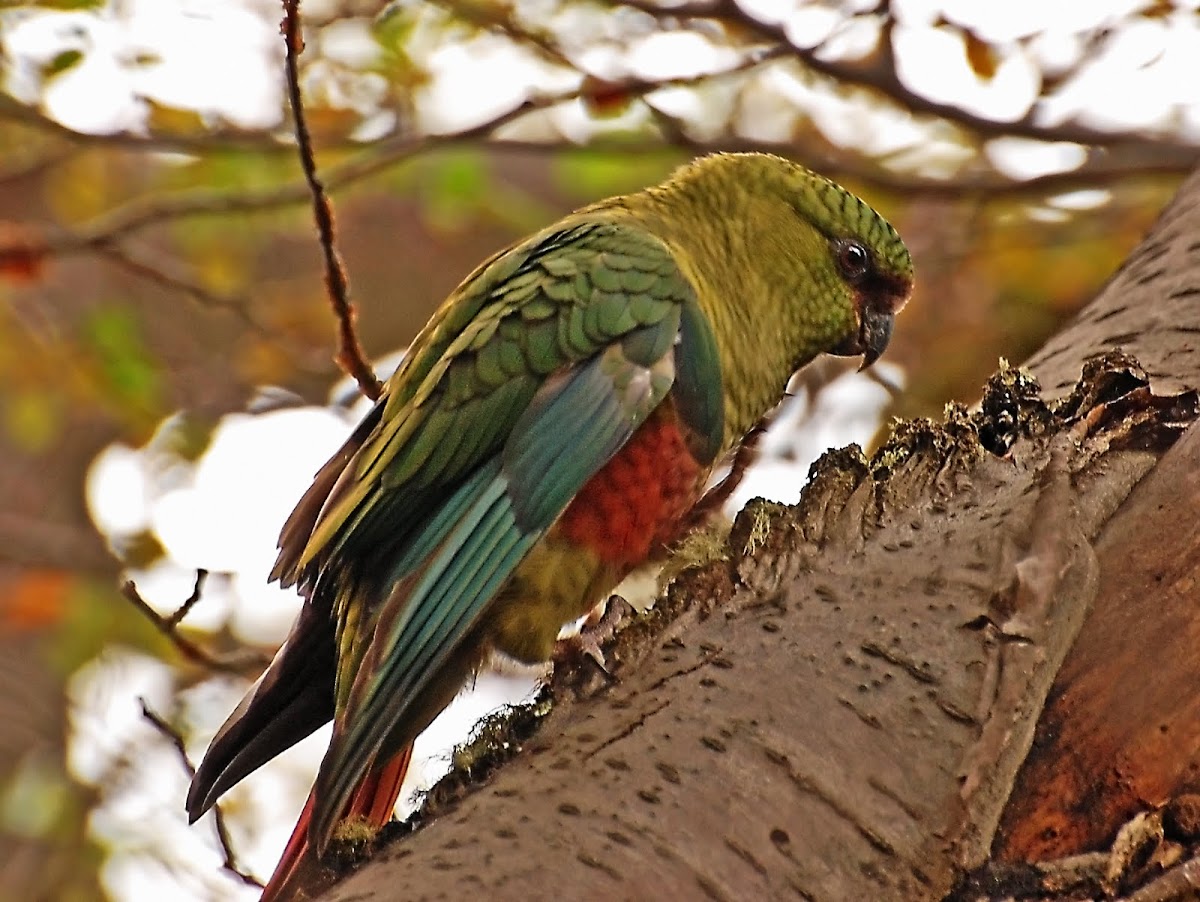 Austral parakeet/Cachaña