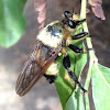 Bumblebee Mimic Robber Fly