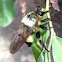 Bumblebee Mimic Robber Fly