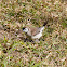 Double-barred Finch