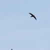 Glossy Swiftlet?