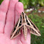 White lined sphinx moth