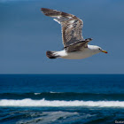 Atlantic Islands Gull