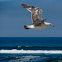 Atlantic Islands Gull
