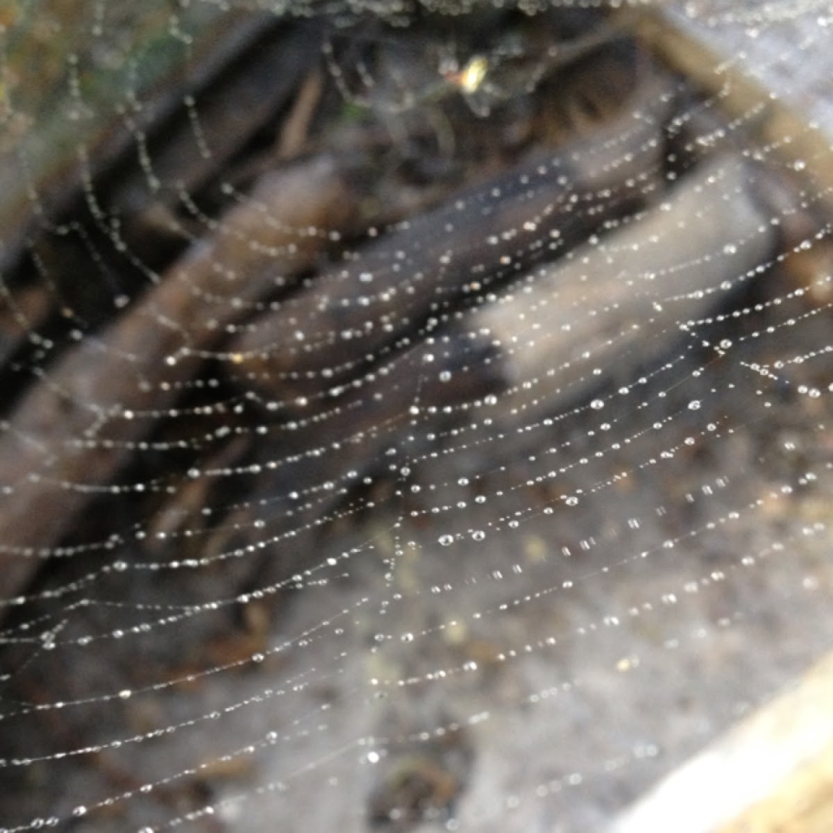 Banana spider's web