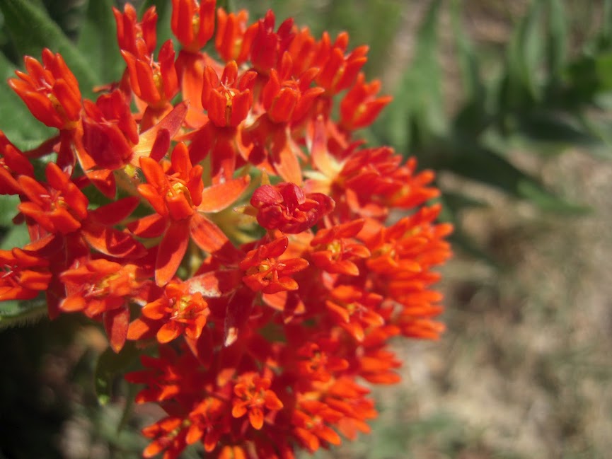 Butterfly Weed/Indian Paintbrush