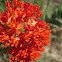 Butterfly Weed/Indian Paintbrush