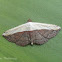 Erebid Moth