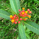 Mexican Butterfly Weed,Blood-Flower,Scarlet Milkweed