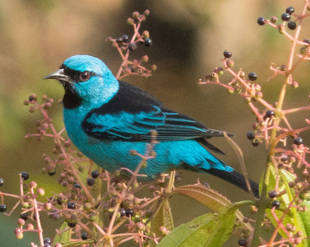 Blue dacnis or Turquoise honeycreeper