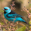 Blue dacnis or Turquoise honeycreeper