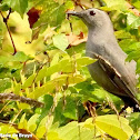 Gray catbird