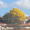 Ipê Amarelo
