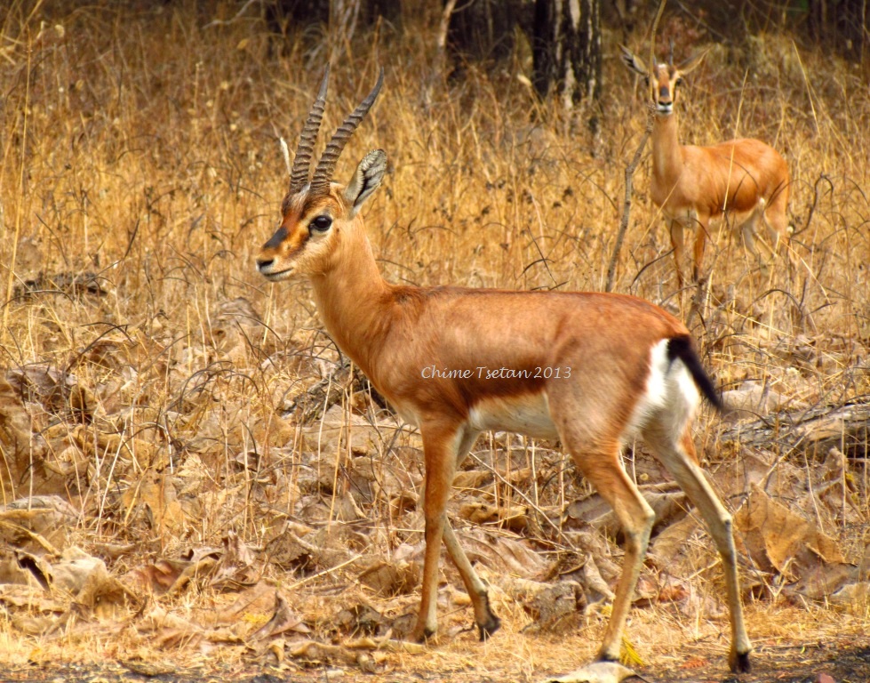 Indian Gazelle or Chinkara