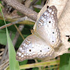 White peacock butterfly
