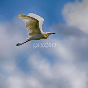 HM2 by Swarnendu Chatterjee - Animals Birds