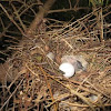 Baby Mourning Dove and egg