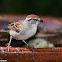 Chipping Sparrow