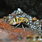 Hornet/Wasp