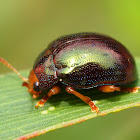 Metallic Green Acacia Beetle