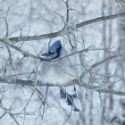 Blue Jay