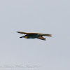 Bee-eater; Abejaruco