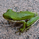 American Green Tree Frog